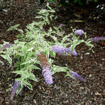 Butterfly Bush Plant Live, Perennial Buddleia Bushes Ready to Grow Outdoor 4-8 Inches (Variegated Leaves Buddleia)