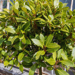 2 Bay Leaf Tree Plants Live, Laurus Nobilis Plant, Bay Laurel Sweet Bay Plants, 5 to 7 Inc