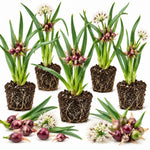 Set 5 Walking Onion Plants, Egyptian Onion Plants, Perennial Garden Herb