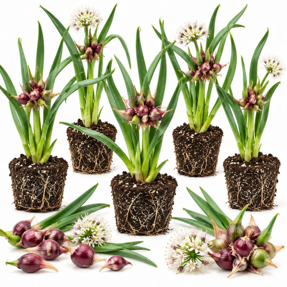Set 5 Walking Onion Plants, Egyptian Onion Plants, Perennial Garden Herb