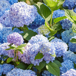 2 Hydrangea Plant Live, Hardy Hydrangea Bush Shrub for Outdoor Garden Planting, Bare Roots Dormant 6-12 Inch (Blue Hydrangea)