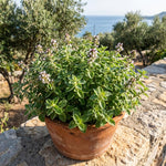 2 Oregano Plants Live 4-7 Inches Tall, Fragrant Herb for Garden, Patio Pots, Indoor and Outdoor Use