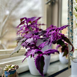 2 Purple Passion Live Plants, Gynura Purple Velvet Passion Plants, 4-8 Inches, Indoor Outdoor Planting
