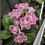 Cherry Ice Streptocarpus Lady Slipper Plants in 3.25 Inch Pot, Live Flowering Houseplant for Patio, Containers and Indoor Gardening