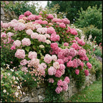 Blue Hydrangea Bush Live Plant, Hardy Flower Shrub, 1-1.5 Ft Tall
