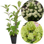 Hydrangea Plant Live Tree, Lime Color Bloom, 5-10" Well-Rooted Hydrangea Shrub Bush for House Planting Outdoor, Dormant