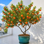 Fragrant Clementine Tree Live Plant, Citrus Fruit Tree in 1 Gallon Pot, Sweet Mandarin Orange Plant for Patio Container Garden, Zones 9-11