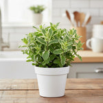 Pinapple Mint Live Plant 4-6'' Tall, Well Rooted Perennial Mint in 4'' Pot, Herbs for Planting Indoor Outdoors and Containers