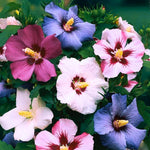 5 Mixed Althea Rose of Sharon Hibiscus Shrubs Live Seedlings, Bareroots 1 to 2 Feet Tall, Hardy Perennial Flowering Bushes for Garden