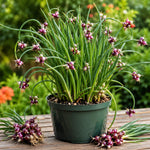 Set of 5 Egyptian Walking Onion Live Plants, 2 Year Old Perennial Onions