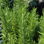 2 Upright Rosemary Plants Live Size 5-9" Fast Growing, Fragrant Rosemary Live Plant Herb Plant for Indoor, Outdoor Garden
