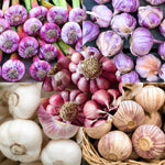 3 Jumbo Purple Garlic Bulbs for Planting in Spring, High Yield Hardneck Garlic Cloves Seeds, Fresh, Cold Hardy and Fast Growing, Various Varieties