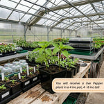 Pepper Plant Live for Planting, Hot Pepper Plant, 4-6 Inc Tall, 4 Inc Pot, High Yield Peppers Seedling for Backyard Vegetable Garden