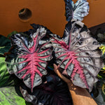 Colocasia Elephant Ears Live Plant, Alocasia Plant, Esculenta Taro Live Houseplant, 5-7 Inc Tall (Red Black)