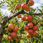 Honey Crisp Apple Tree Live Plant 6-10" Tall