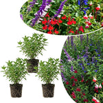3 Mixed Salvia Sage Plants 4–7" Tall, Perennial Live Flowering Garden Plants for Outdoor Growing, Vibrant Salvia Plant Starter