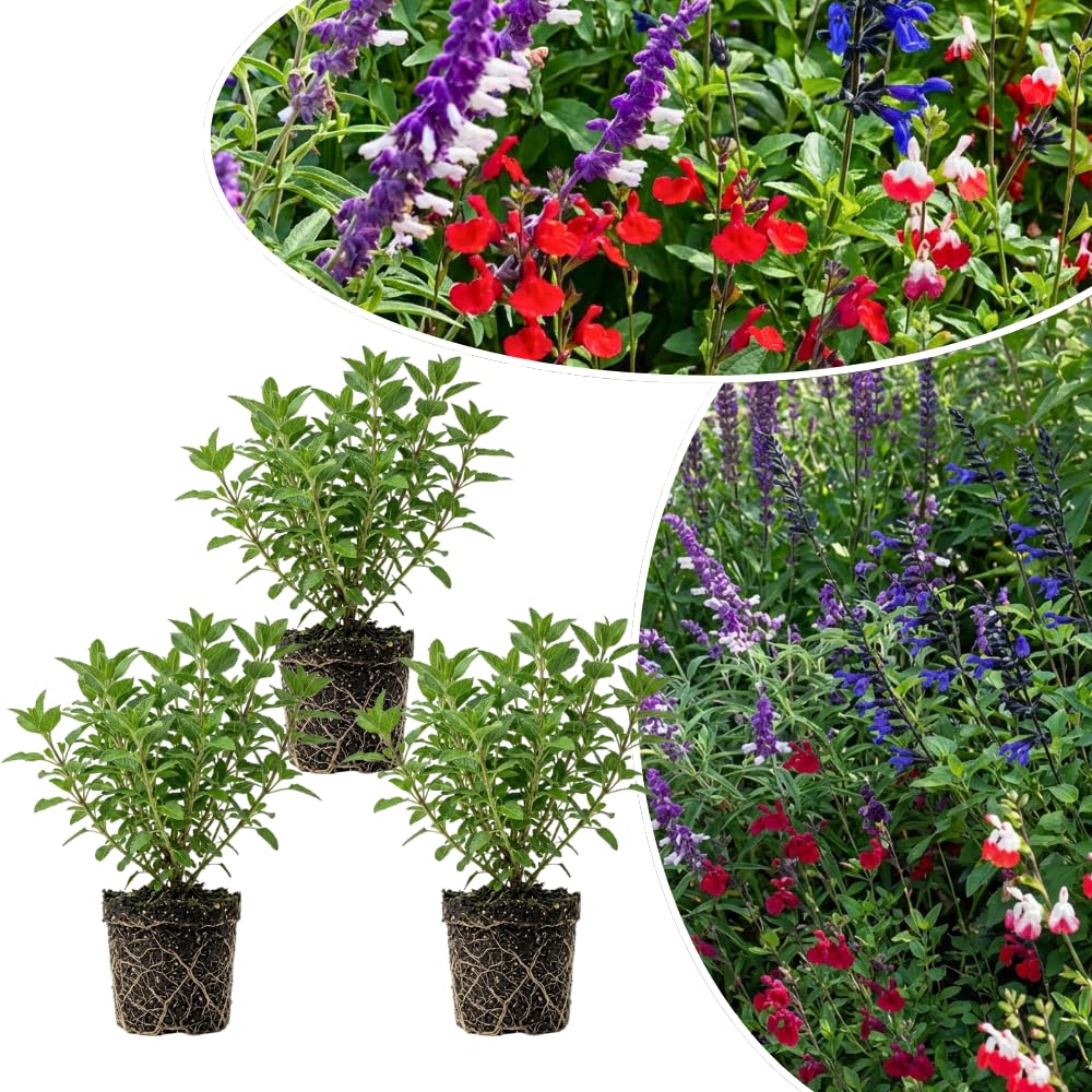 3 Mixed Salvia Sage Plants 4–7" Tall, Perennial Live Flowering Garden Plants for Outdoor Growing, Vibrant Salvia Plant Starter