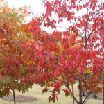 Hardy Sassafras Tree Seedling Bare Root 1-2 Ft Tall