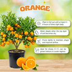 Orange Tree Live Plant, Early Season Orange Tree, Well Rooted, 1-2 Feet Tall, Sweet Citrus Trees for Containers, Pot and Outdoor Garden