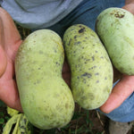 Paw Paw Tree, Pawpaw Live Plant, Fruit Tree, 1-2 Ft Tall