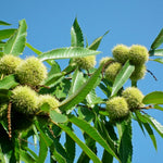 Chestnut Tree Live Plant, Edible Chestnut Tree, 6-12 Inch Tall