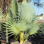 Live Palm Tree Plant in 3 Gallon Pot, No CA, Large Fully Rooted Size, Ready to Plant for Home Décor Indoor Outdoor Landscape, Rare Palm Trees, Giant Palm