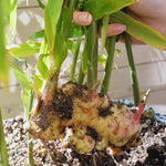 2 Ginger Plants Live for Planting Outdoor, 5 to 8 Inc Tall, Ginger Zingiber Live Plant