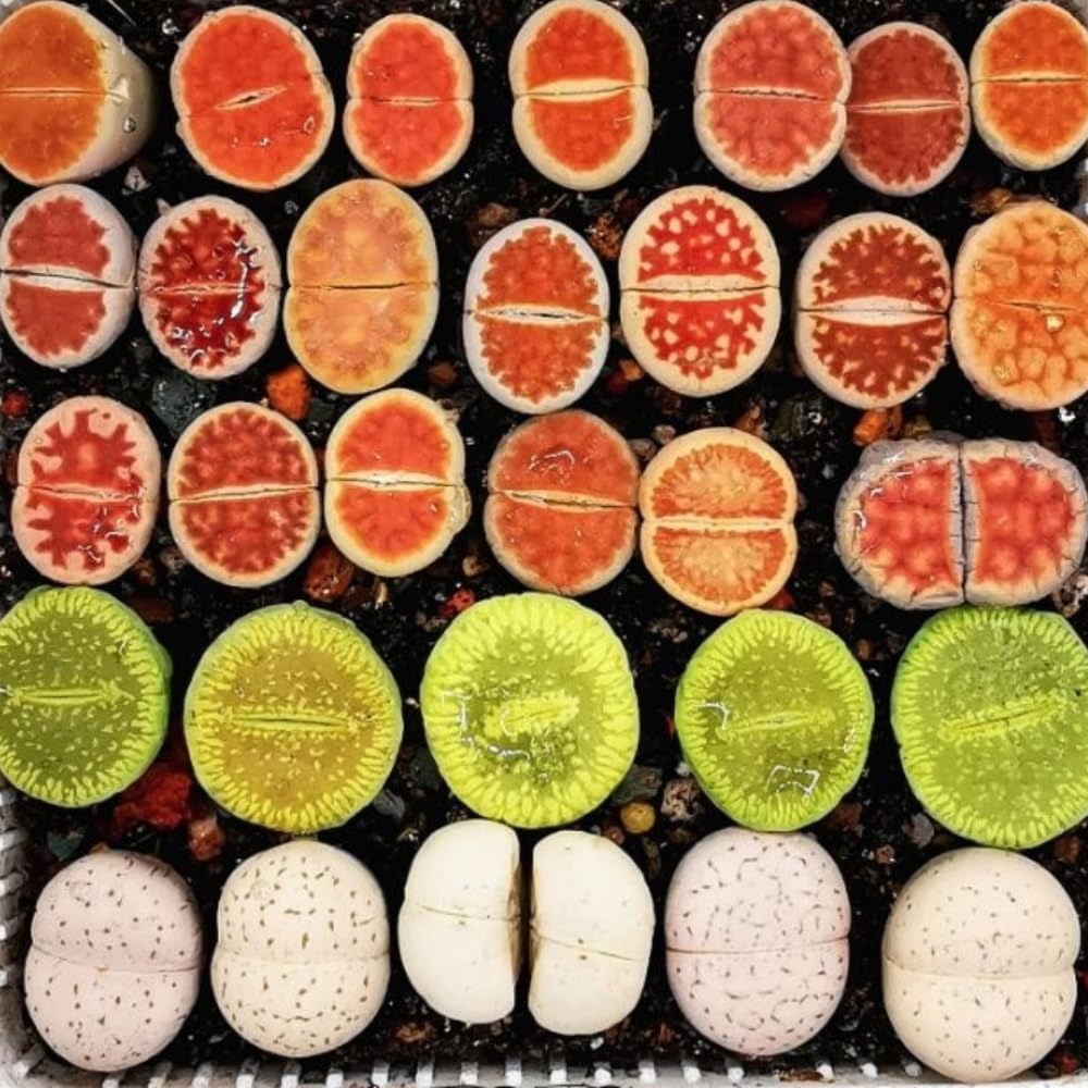 Multicolor Lithops Live Plants, Set 20 Lithops Succulents Plants Live, Mix Lithops Living Stones Rocks, Assorted Lithops Seedlings for Growing