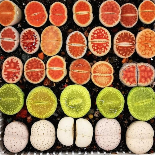 20 Mixed Lithops Succulent Live Plants, Succulent Plant