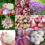 1 Pound Garlic for Planting in Spring, Mix Random, 5-6 Assorted Garlic Bulbs for Planting, Fresh and High Yield Bulb Variety Pack, Hardy and Fast Growing Softneck Hardneck