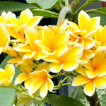 Plumeria Plant Live, 2-3 Feet Tall in 1 Gallon Pot, Frangipani Flowering Tropical Plant (Yellow Plumeria)