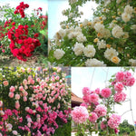 Pack 2 Mix Climbing Rose Live Plants Bushes Fragrant Well Rooted - No Leaf - Cut Back for Summer Planting (Stripes Rose and Red Orange)