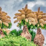 Live Palm Tree Plant in 3 Gallon Pot, No CA, Large Fully Rooted Size, Ready to Plant for Home Décor Indoor Outdoor Landscape, Rare Palm Trees, Umbraculifera Palm
