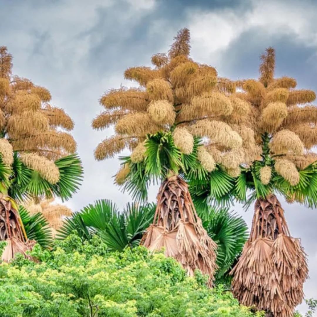 Live Palm Tree Plant in 3 Gallon Pot, No CA, Large Fully Rooted Size, Ready to Plant for Home Décor Indoor Outdoor Landscape, Rare Palm Trees, Umbraculifera Palm