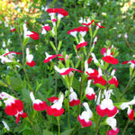 3 Sage Salvia Plants Live, Perennial Flowering Bushes, Bicolor Red White Blooms, 4-8 Inch Tall