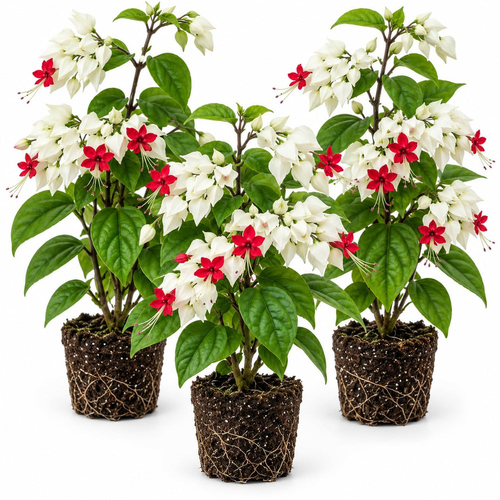 3 White Bleeding Heart Live Plants, Bell Shaped Flower Vine, 5-10 Inch Tall