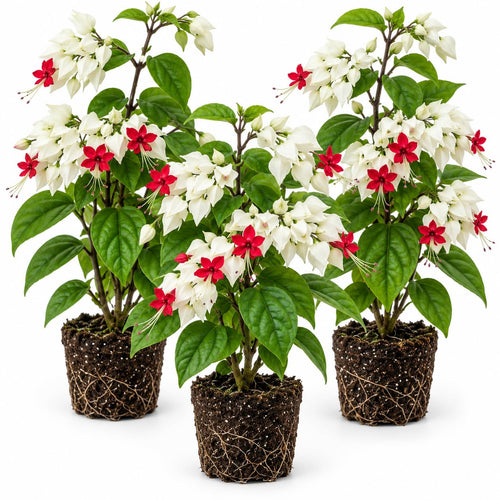 3 White Bleeding Heart Live Plants, Bell Shaped Flower Vine, 5-10 Inch Tall