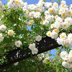 Climbing Rose Live Plant Well Rooted, No Leaf, Ready to Plant Indoor Outdoor, Climber Rose Bush, Hybrid Tea Rose Like, Very Fragrant, Long Bloomer (White)