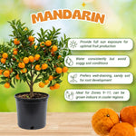 Sweet Seedless Mandarin Tree Live Plant, Mandarin Citrus Tree, 2 Years Old Plant, 1 Gallon Pot, 1-2 Feet Tall, Ideal for Indoor Outdoor Growing
