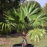 Palm Tree Plant, Live Tropical Palm Tree, Fully Rooted in 3 Gallon Pot, Ready for Outdoor Planting (Fan Palm)