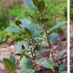 Laurus Nobilis Bay Leaf Trees Live Plants, 5 to 7 Inc Tall Bay Laurel Sweet Bay Live Plant for Planting, Fragrant Bayleaf Tree, No Pot, Well-Rooted Plant Live
