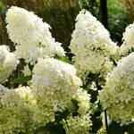 Green Hydrangea Plant Live in 2.5 Inch Pot, Vibrant Flowering Shrub for Garden, Patio Containers and Indoor Growing
