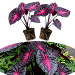 Set 2 Alocasia Live Plants for Planting, 5 to 7 Inc Tall, Indoor Houseplant Alocasia Plant Live, No Pot, Alocasia Colocasia Taro Plants for House Plants (Red Black)