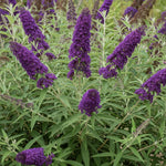 2 Vibrant Buddleia Butterfly Bush Plants Live, Butterfly Bushes Plant for Outdoor Garden, 5 to 9 Inch Tall Perennial Coloful Flowers Plant, No Pot (Black-Purple)