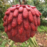 Red Sugar Apple Tree Live Plant Potted 6-12 Inches, 8 Months Old Sugar Apple Tree for Planting Outdoor, Rare Tropical Trees