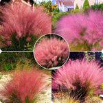 2 Muhly Grass Plants Live, 5-9 Inch Tall Hardy Ornamental Grass Live Plants for Landscaping and Borders (Mixed Muhly Grass)