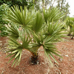 Live Palm Tree Plant in 3 Gallon Pot, No CA, Large Fully Rooted Size, Ready to Plant for Home Décor Indoor Outdoor Landscape, Rare Palm Trees, Sugar Palm