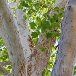 Sycamore Tree Plant Live, 6 to 12 Inc Tall, Sycamore Shade Tree Live Plant Garden