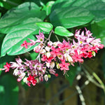 2 Clerodendrum Flowering Plants Live, Chains of Glory Vine Light Bulbs Plant 4-8 Inches for Growing Indoor Outdoor (Random Clerodendrum)