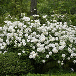 Climbing Roses Live Plants, Rose Bushes Ready to Planting, No Pot, Cut Back, Well Rooted, 6-8 Months Old (Random Single Color)